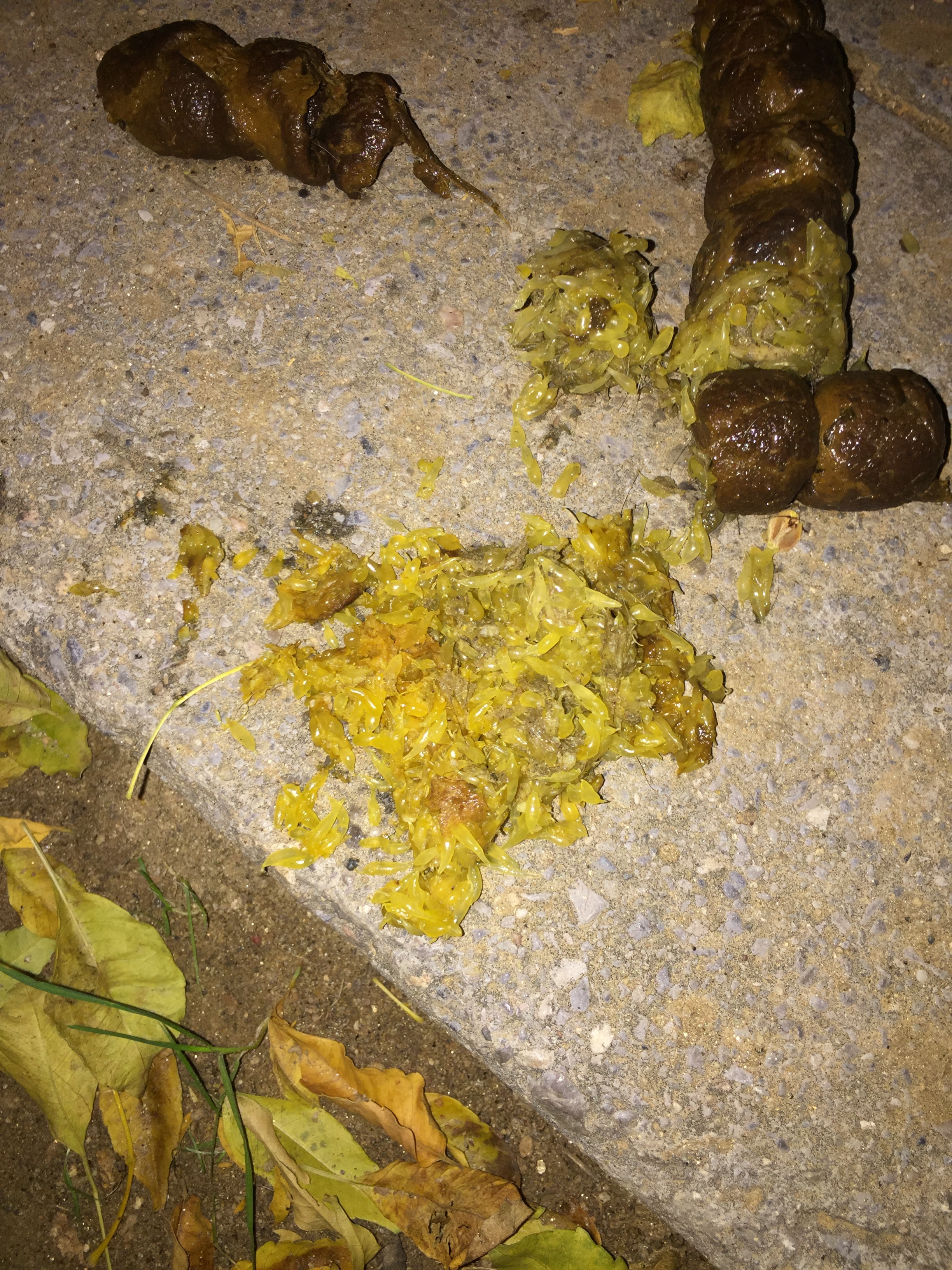 Gusanos En Caca De Perro He observado que hace 2 días en una de las veces que - Kivet ES