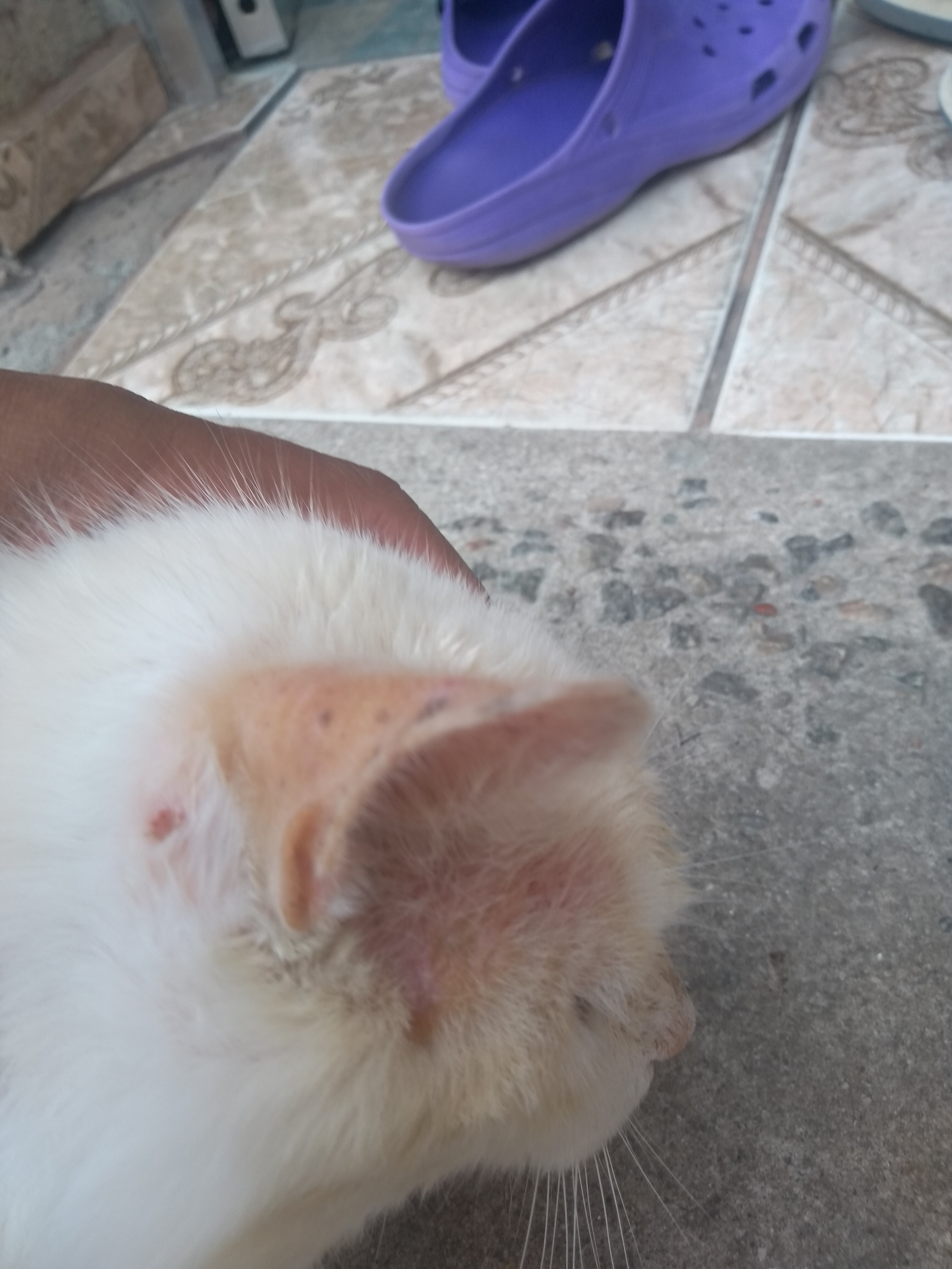 Gato com orelha vermelha e quente Clearance