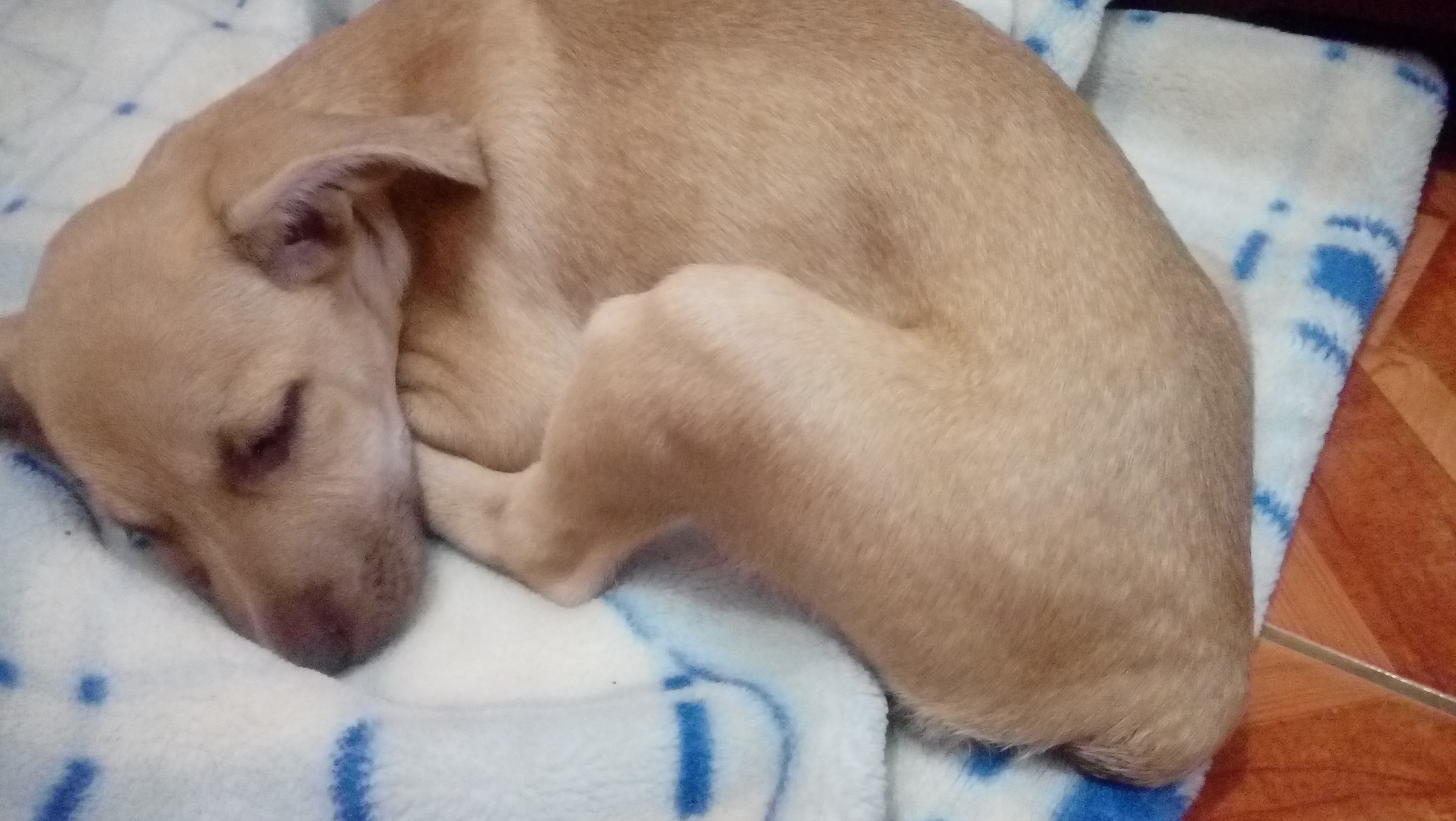 Que Significa Que Un Perro Coma Pasto
