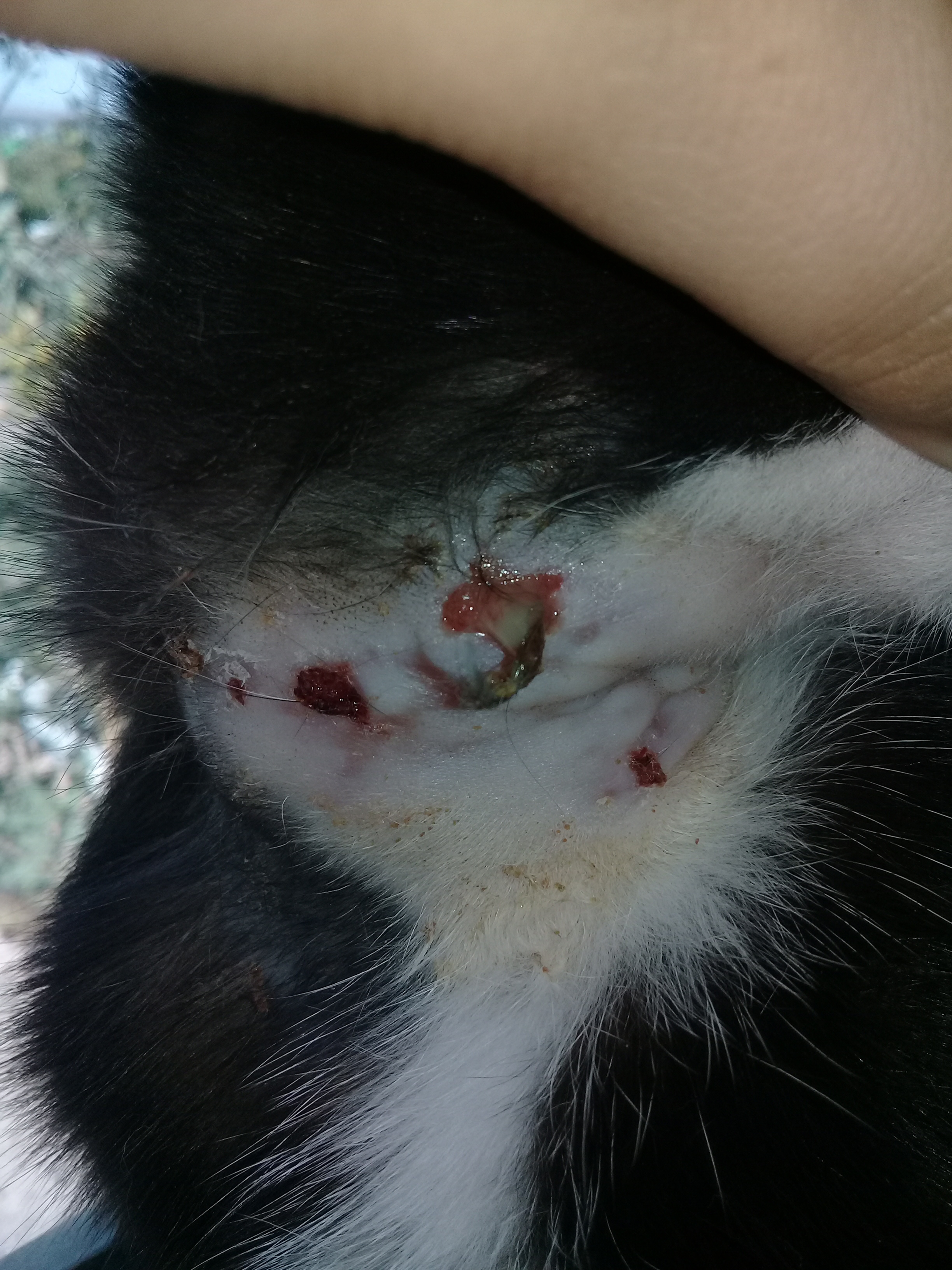 Mi Gato Cojea Pero No Tiene Heridas