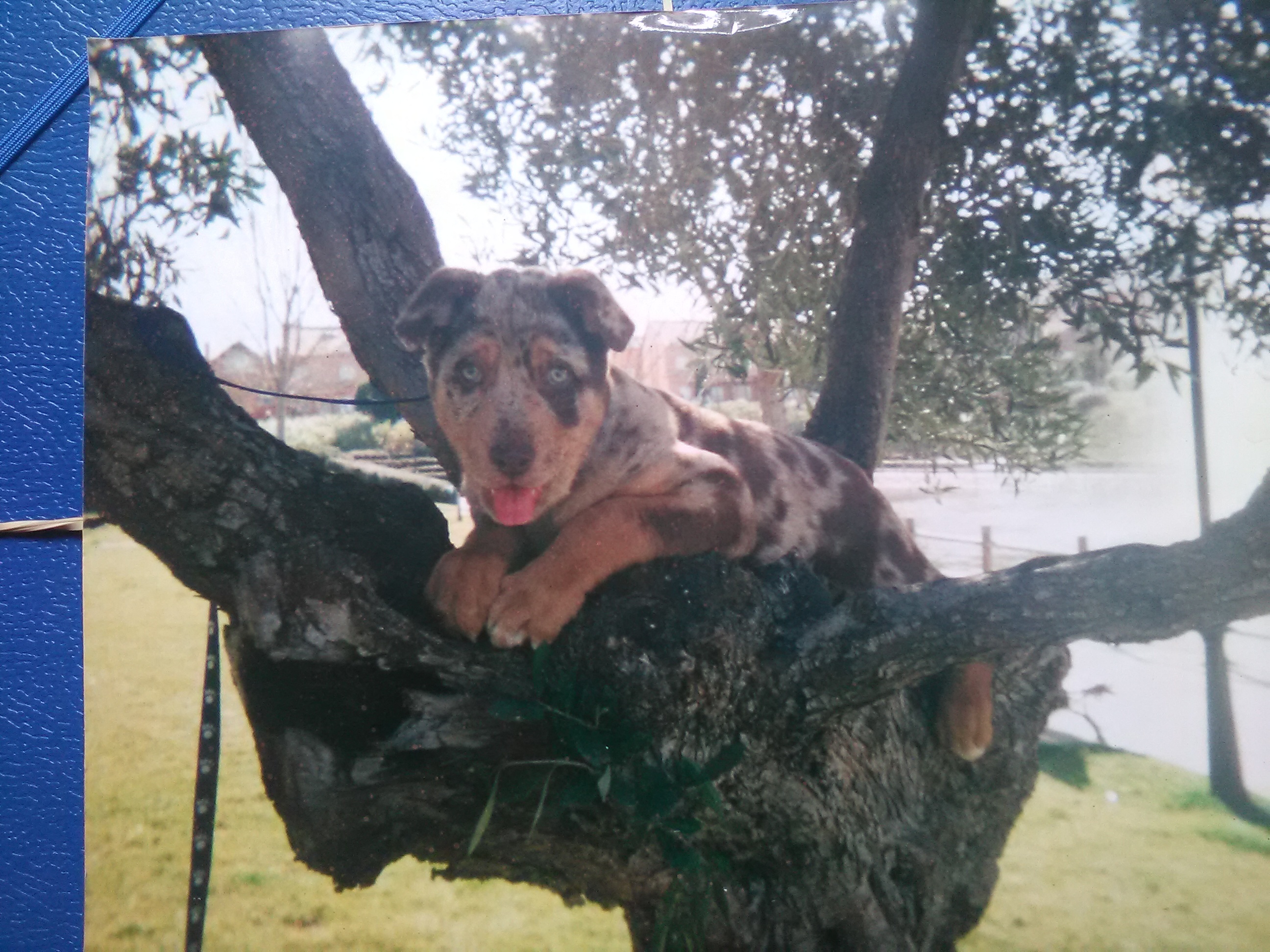 Mi Perro Empezo A Cojear De La Nada