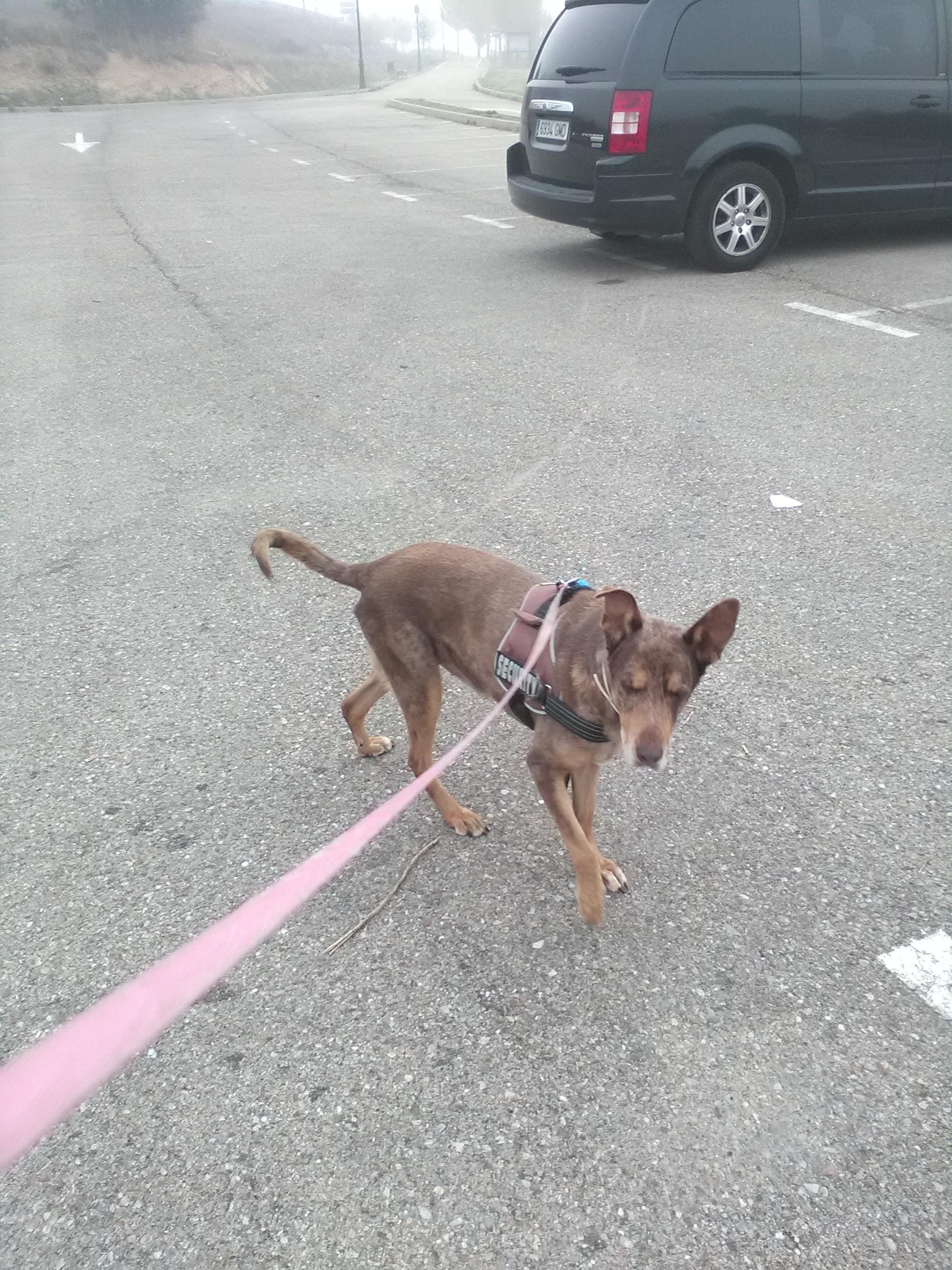 Mi Perro Empezo A Cojear De La Nada
