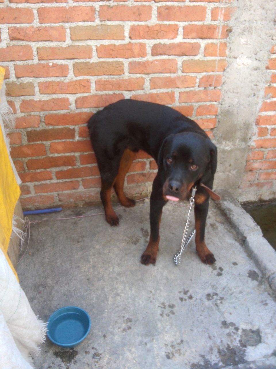 Mi Perro Me Da Golpes Con El Hocico
