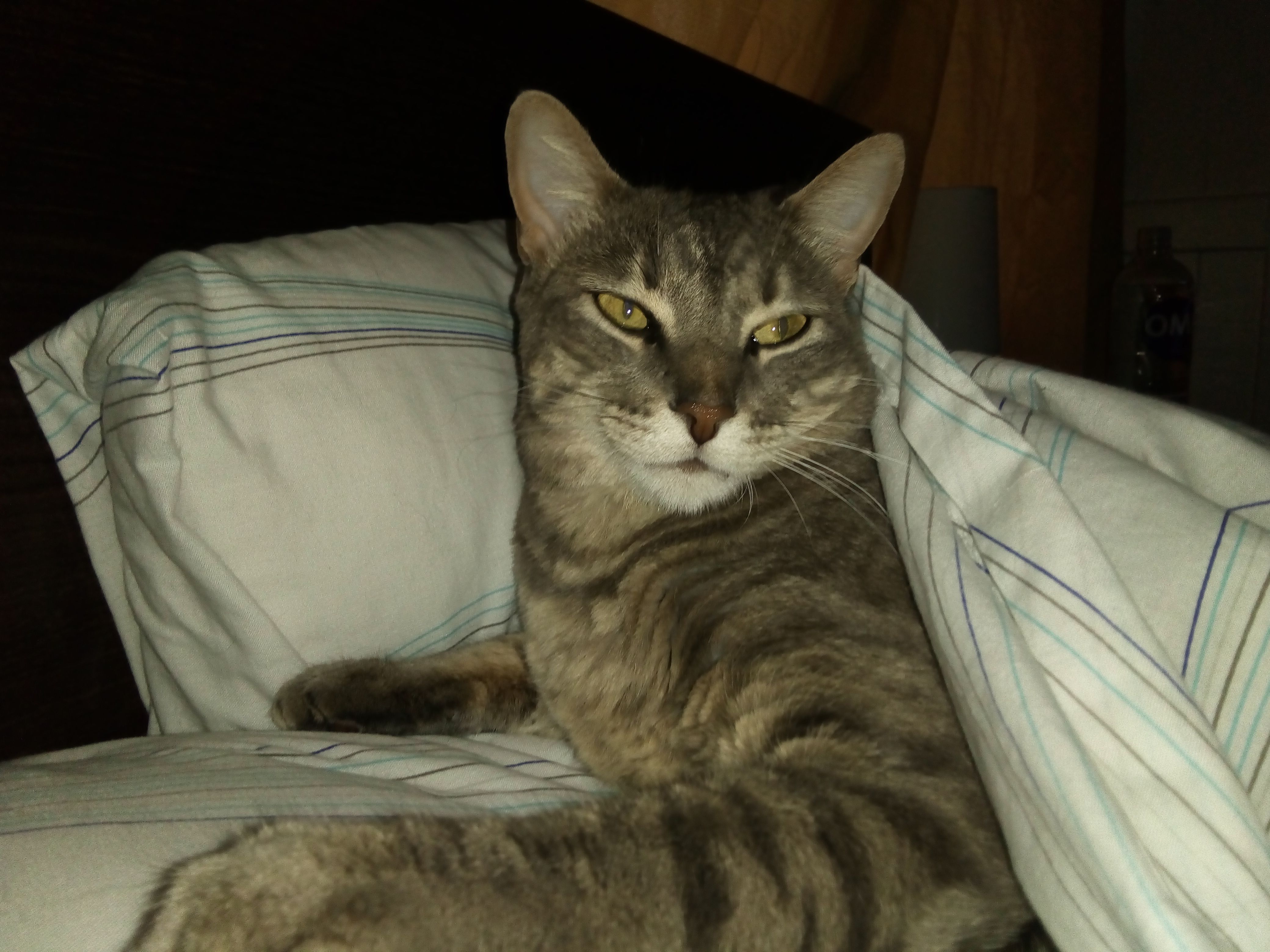 micción frecuente en gatos con sangre
