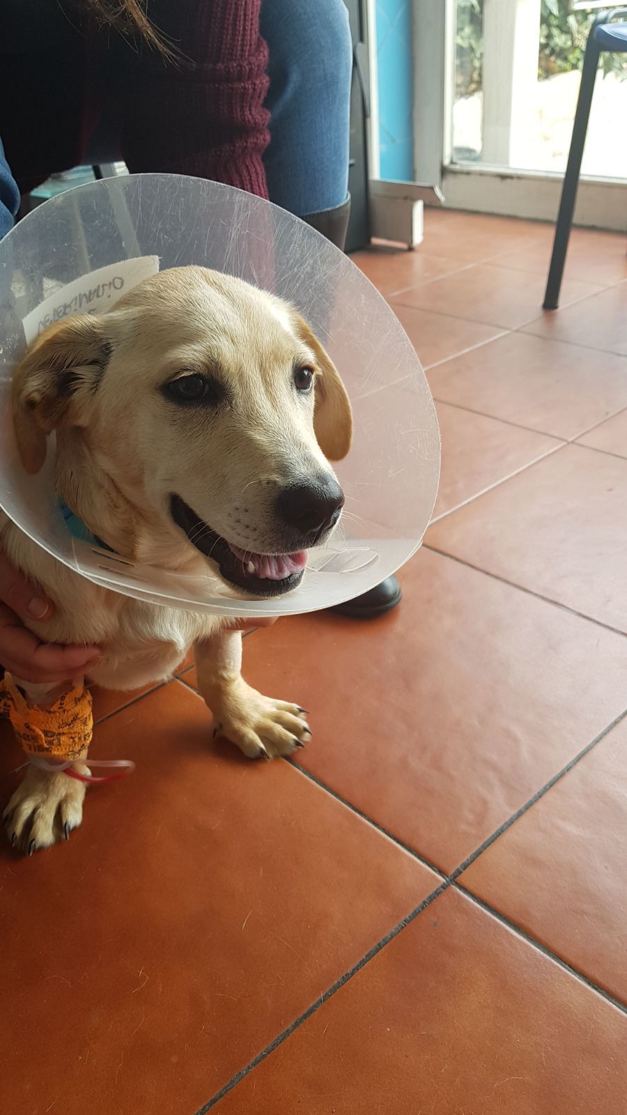 dificultad del perro para orinar sangre en la orina