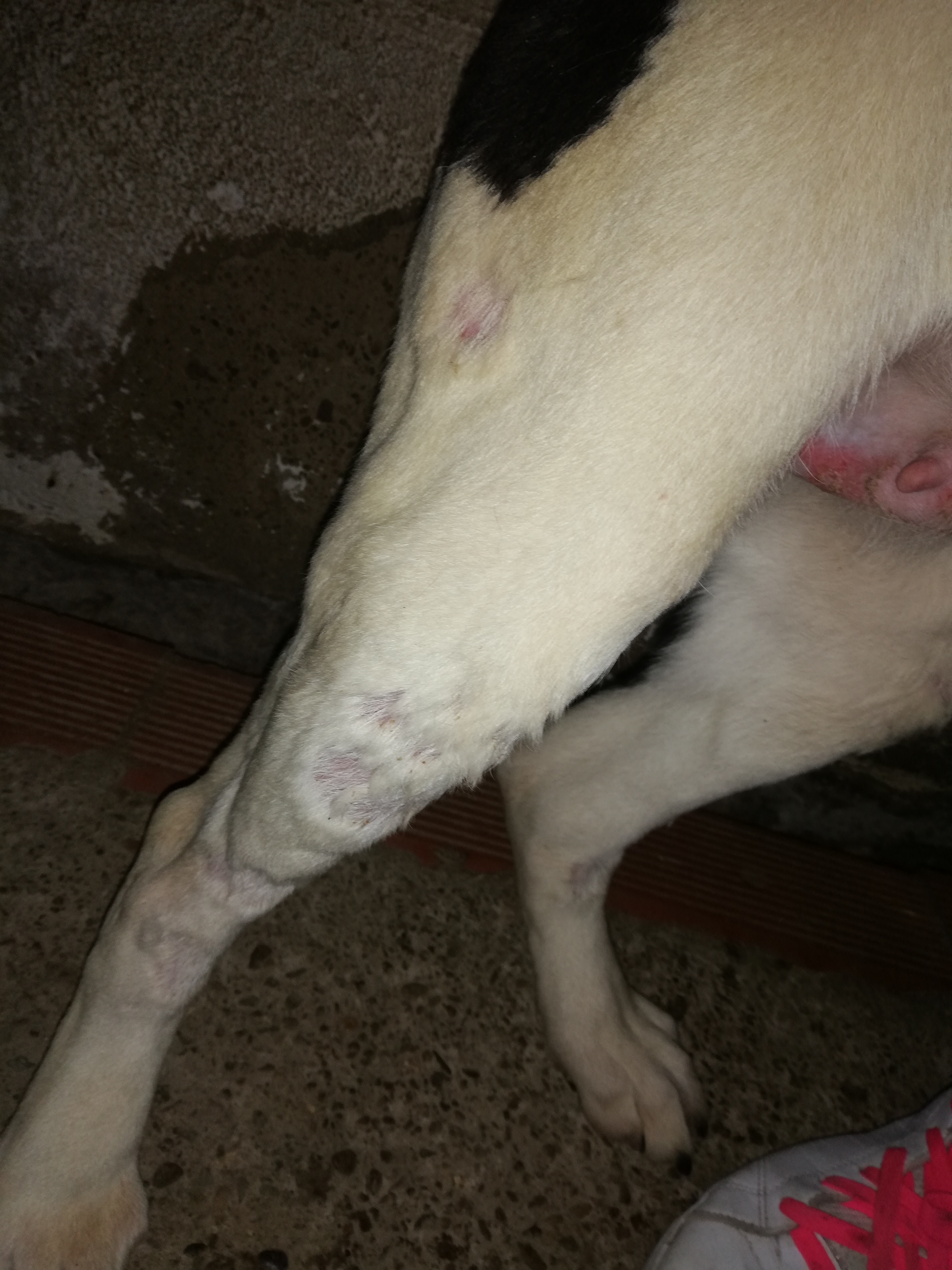 Cruce Pastor Belga Y Border Collie Hola necesitaría saber que tiene mi perra, acabo de - Barkibu ES