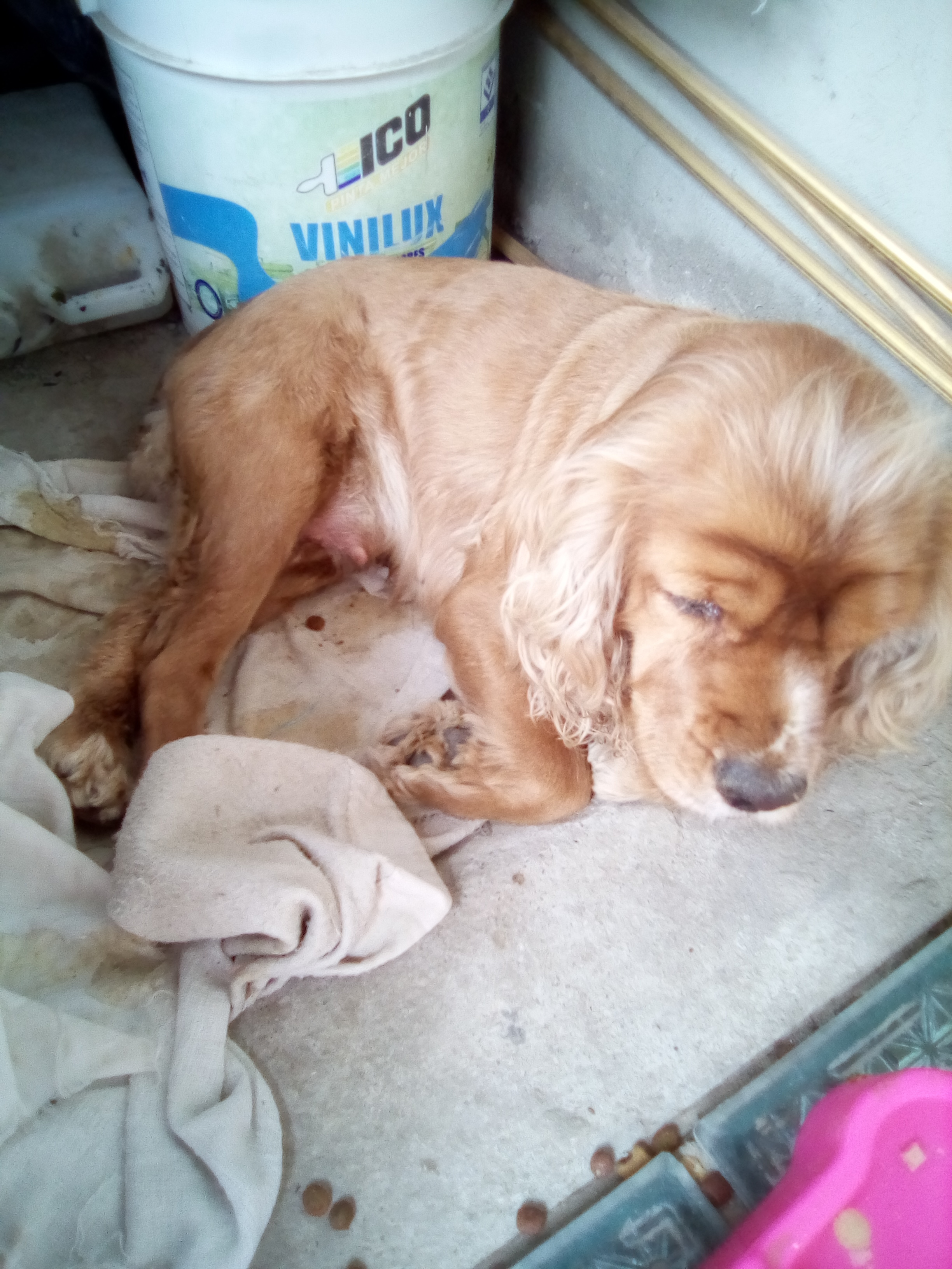 Luna Mi Perro Cocker Spaniel Ingles Hembra Tiene Barkibu Co