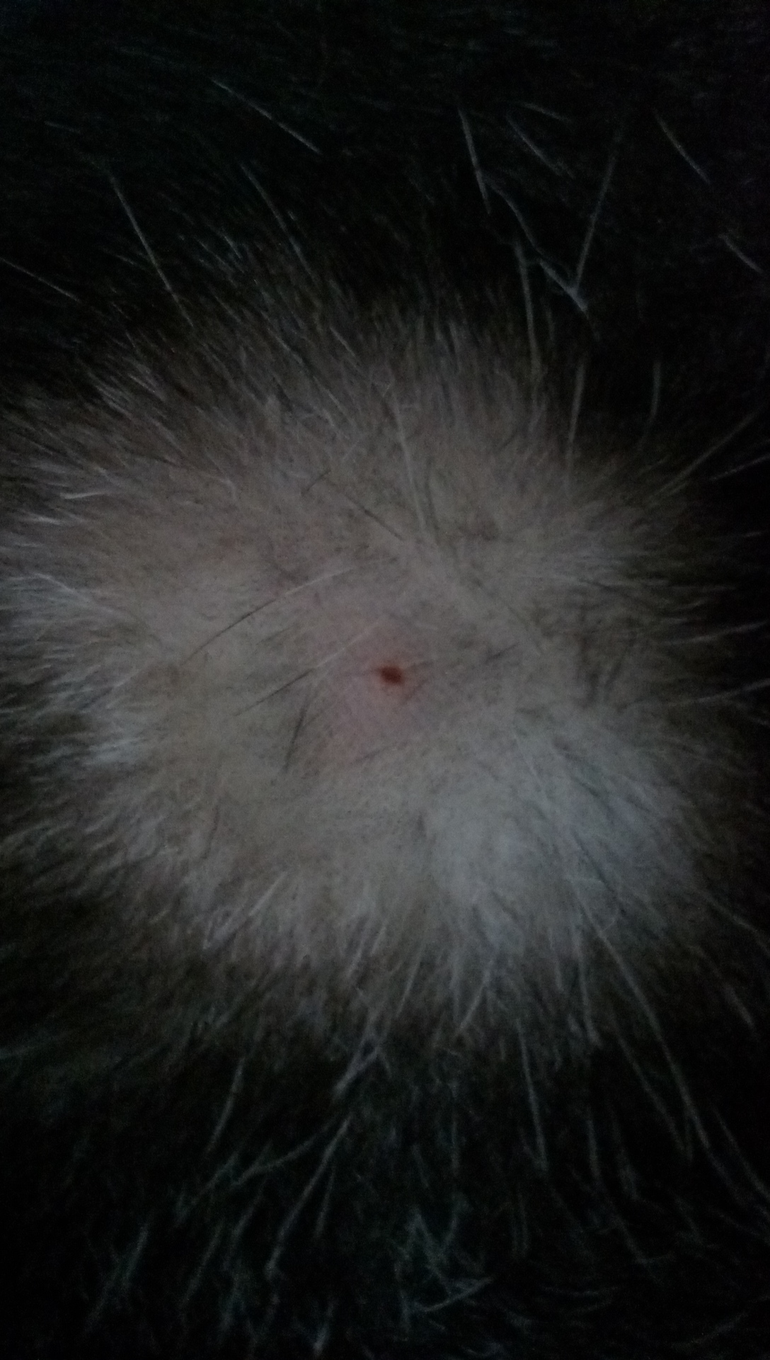 Laika, mi perro husky siberiano hembra, tiene bulto en - Barkibu ES