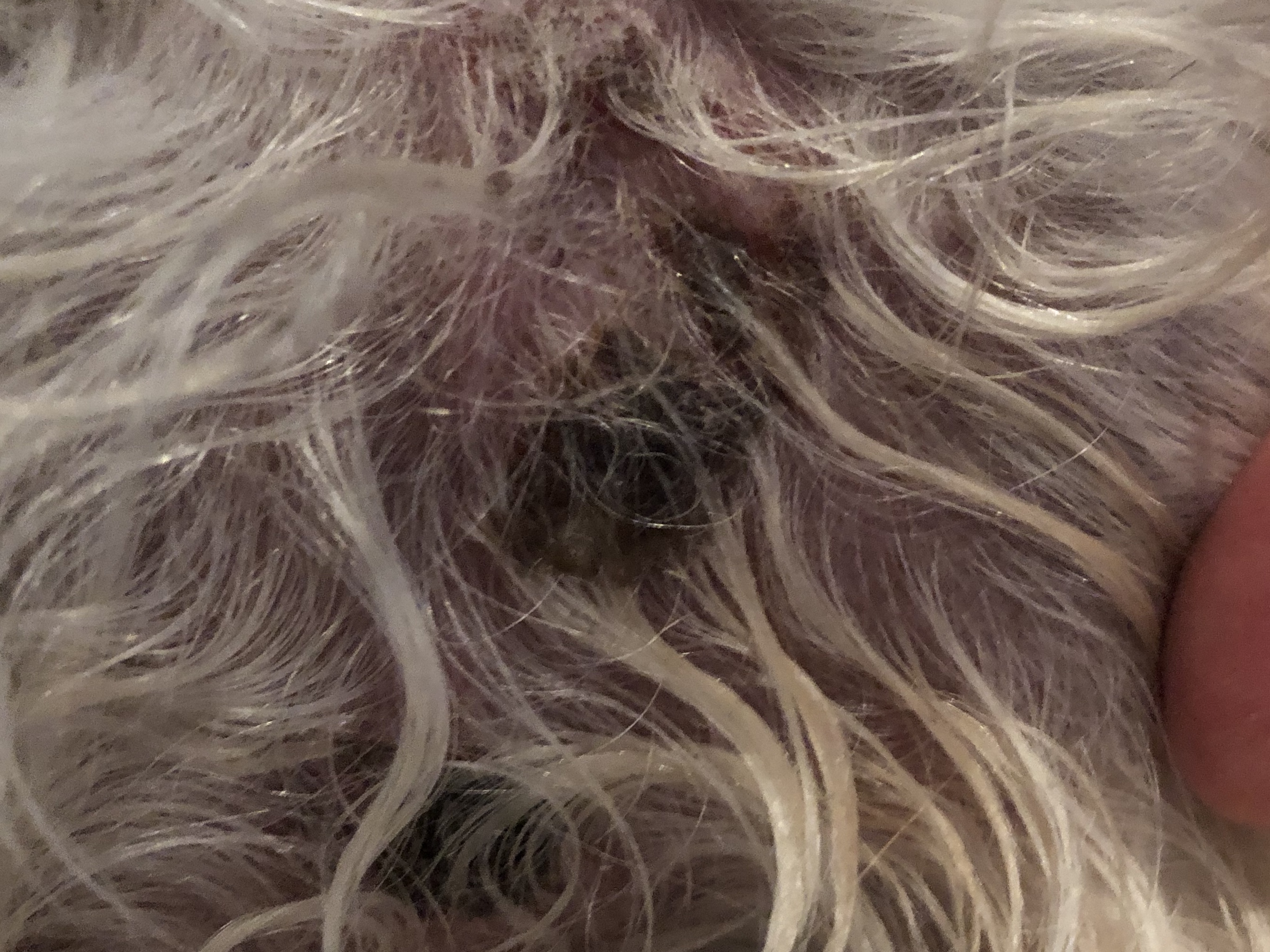 My 7 year old Shih Tzu has reoccurring scabs. My vet Barkibu US