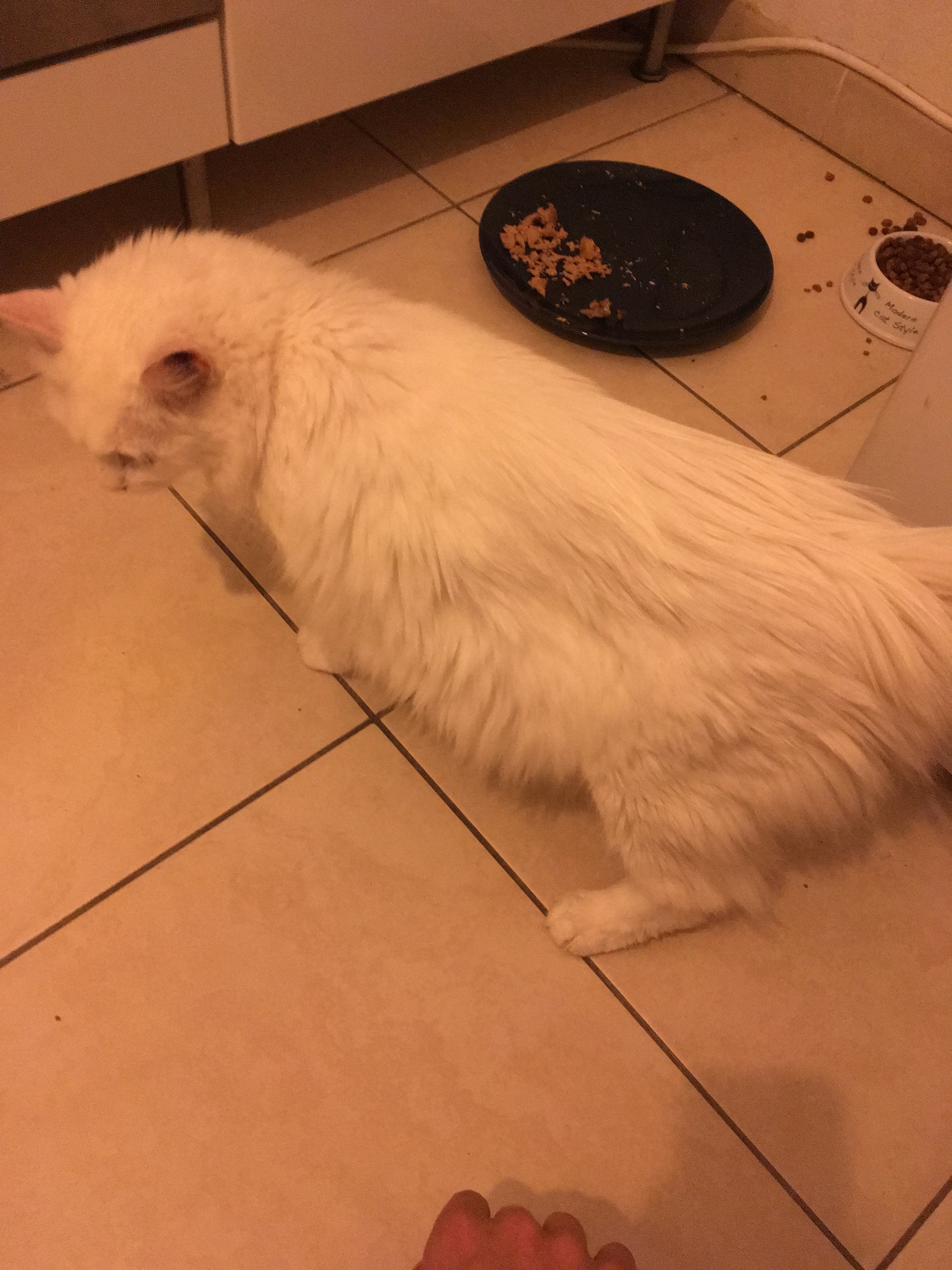 J Ai Emmene Mon Chat Chez Le Veterinaire Il Y A Trois Barkibu Fr