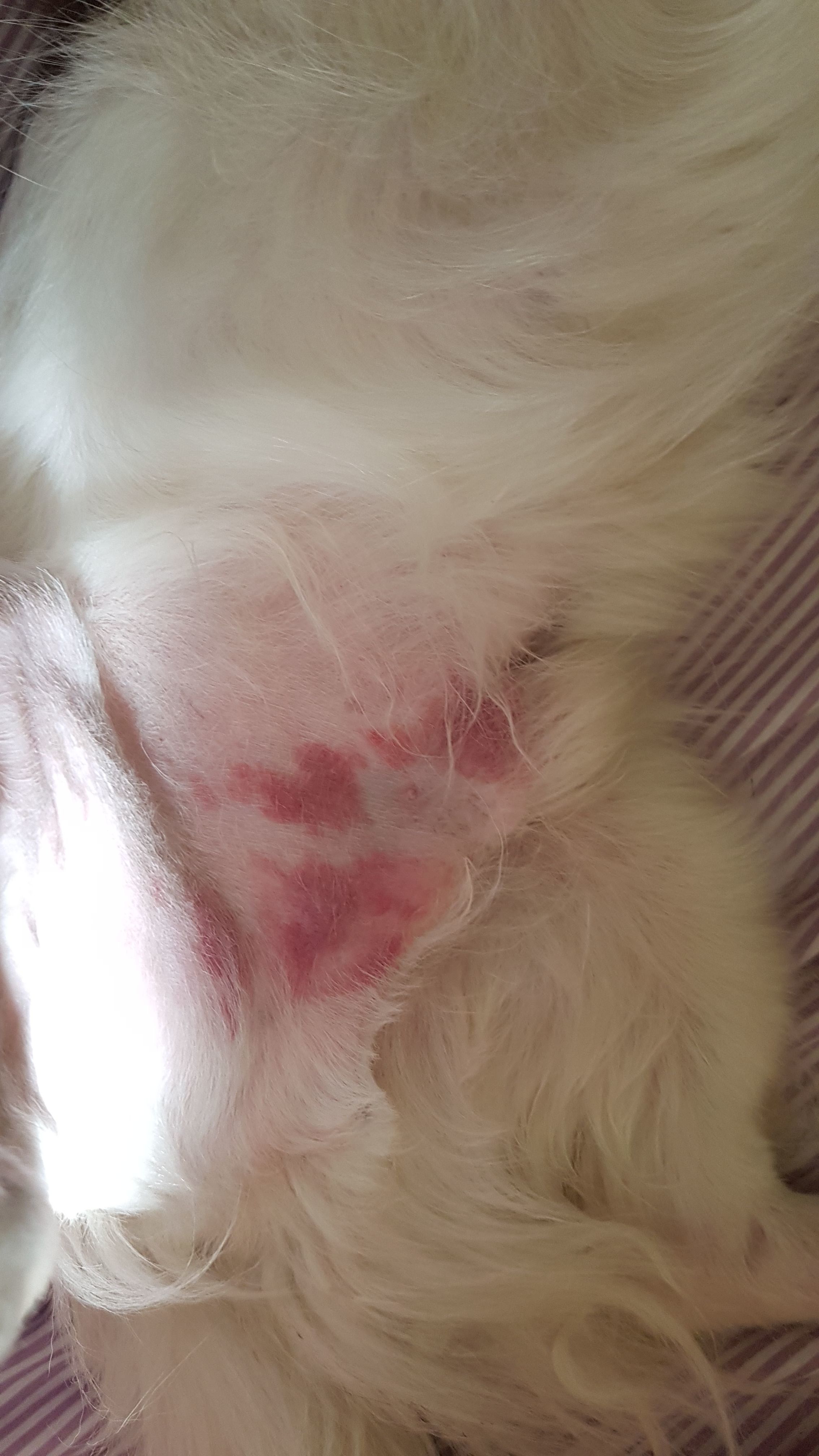 Perros edema piel