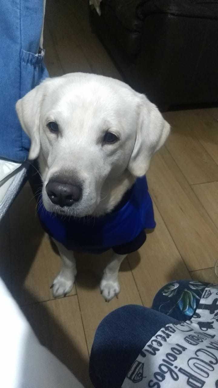 Perdida de peso perro