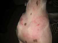 sarpullidos en perros barkibu