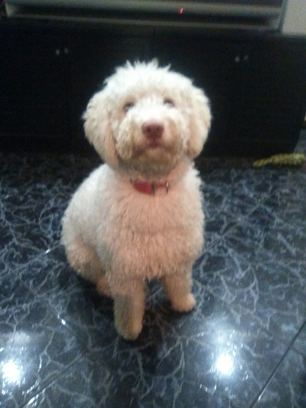 Como Saber Si Un Caniche Es Puro