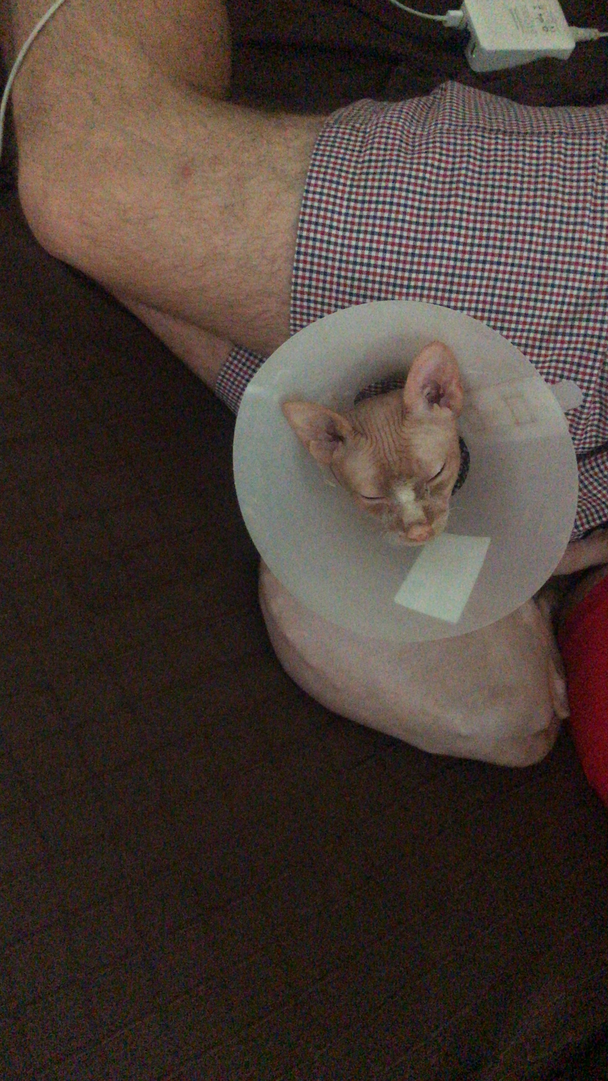 temperatura corporeal felino sphynx