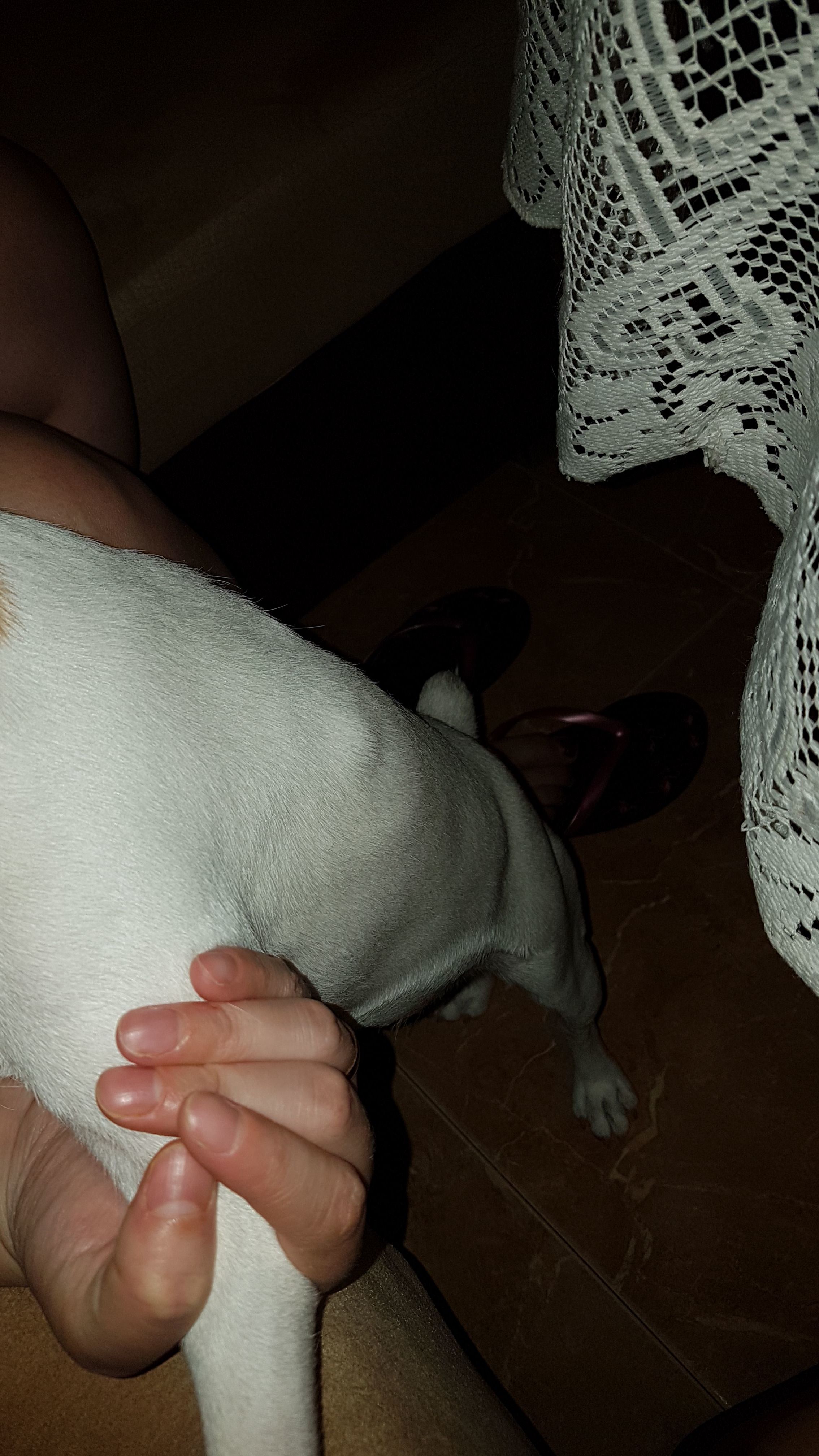 Mi Perra Tiene Un Bulto En El Pecho A Mi Perro Le Salio Un Bulto En El Lomo - Noticias del Perro