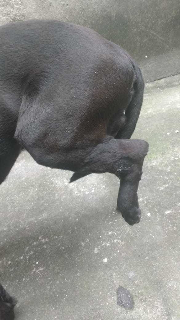 Inchaço na pata traseira do cachorro clearance