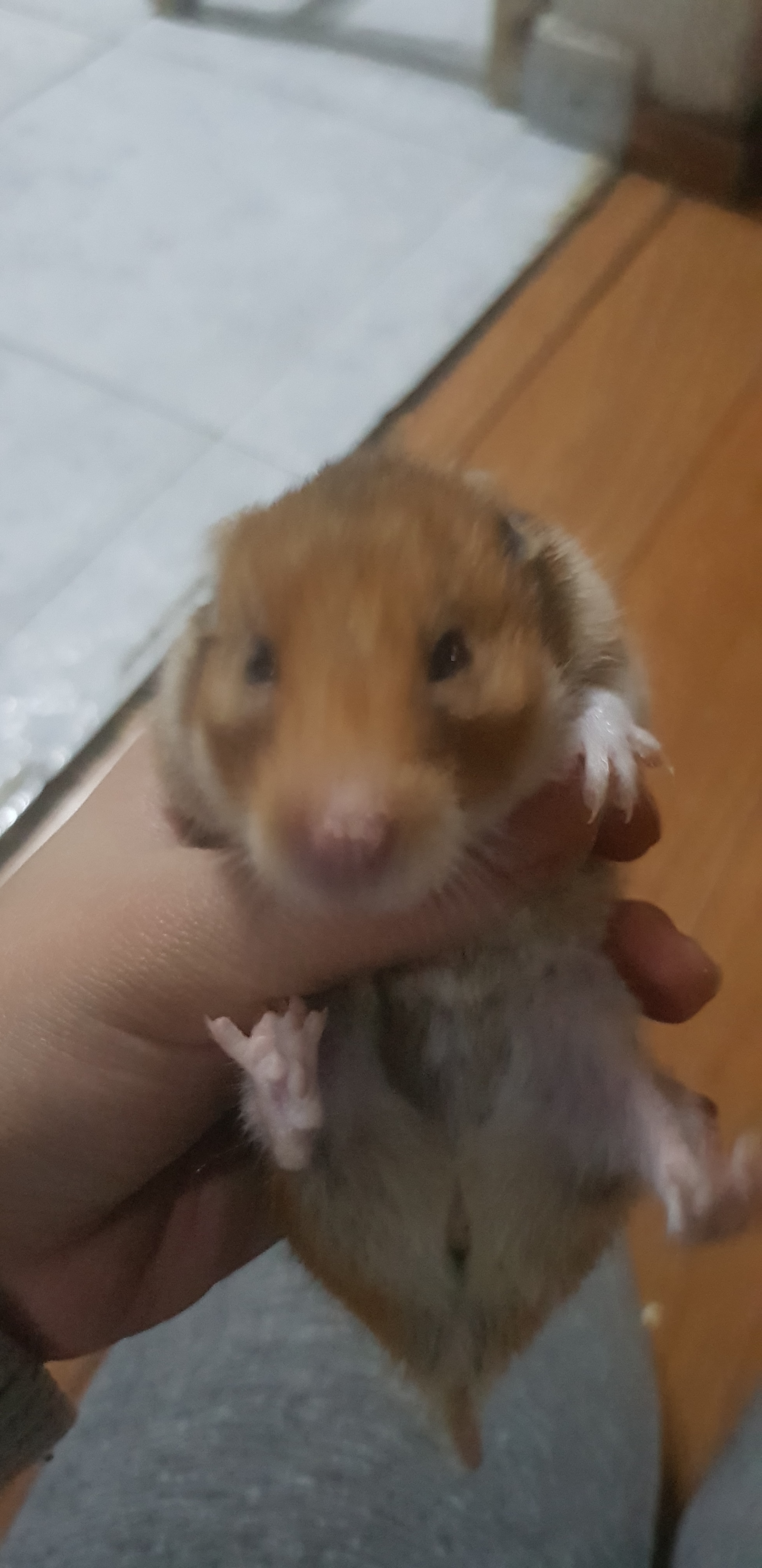 Hamster perdida de peso