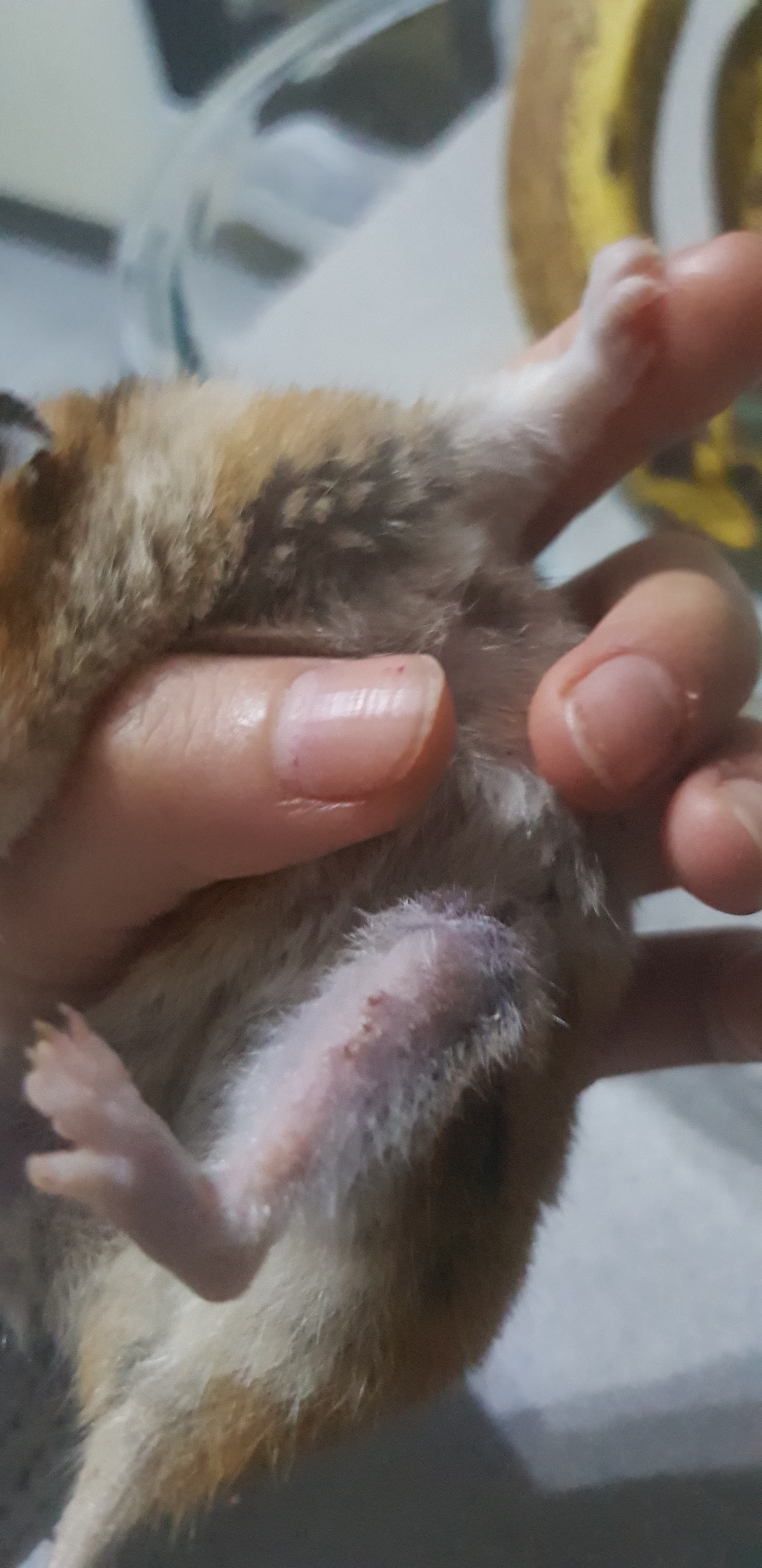 Hamster perdida de peso