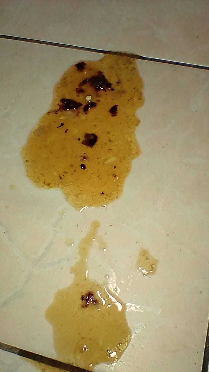 Cachorro vomito amarelo com sangue clearance