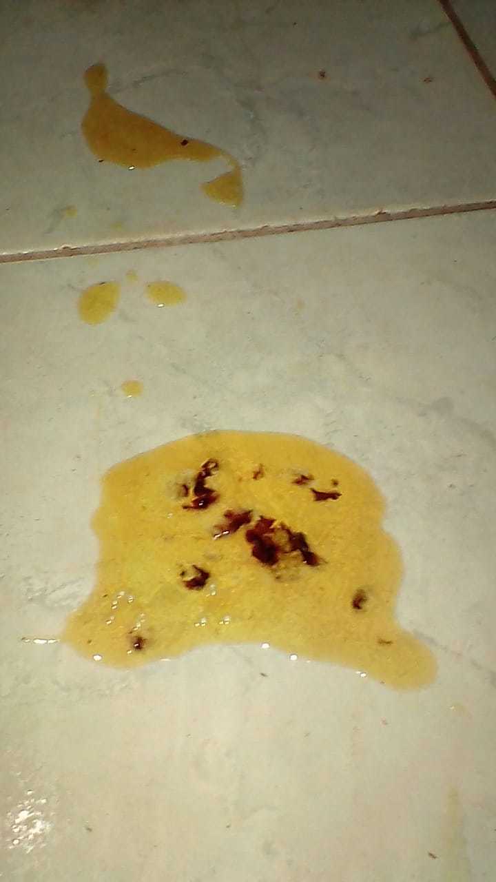 Cachorro vomito amarelo com sangue clearance