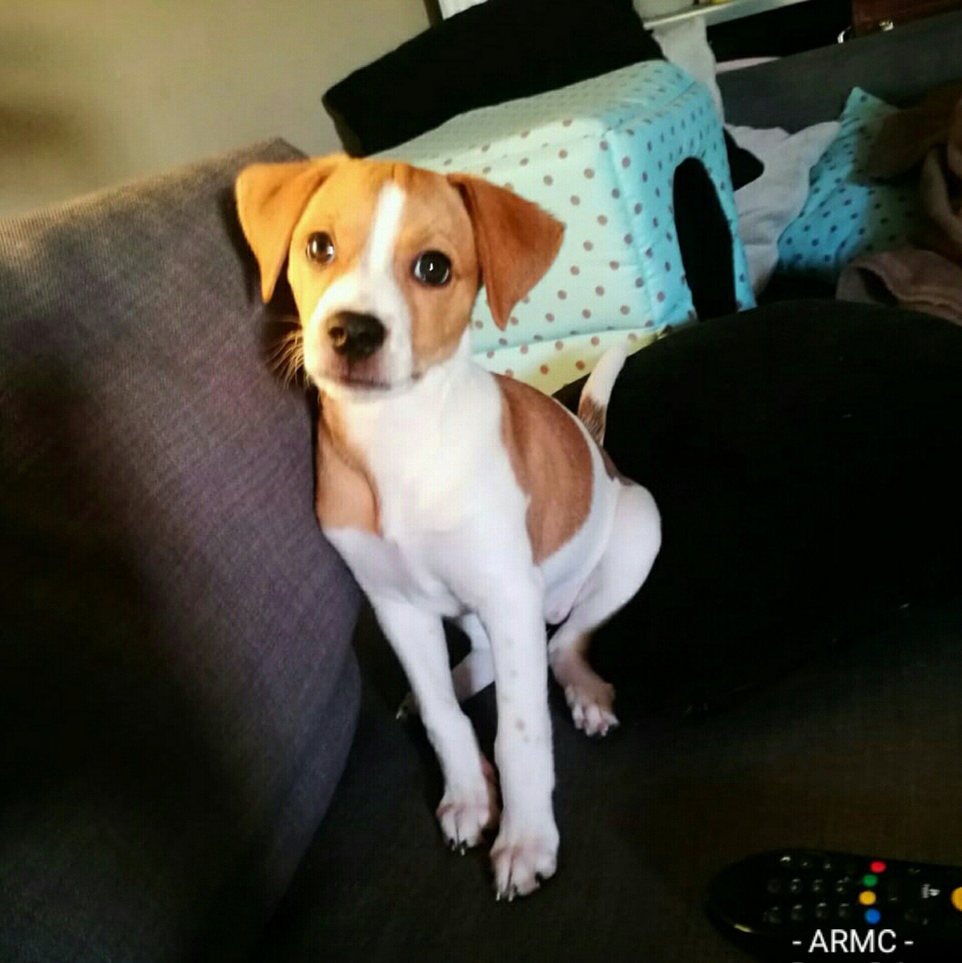 Mi Perro Me Ataca Cuando Le Regaño