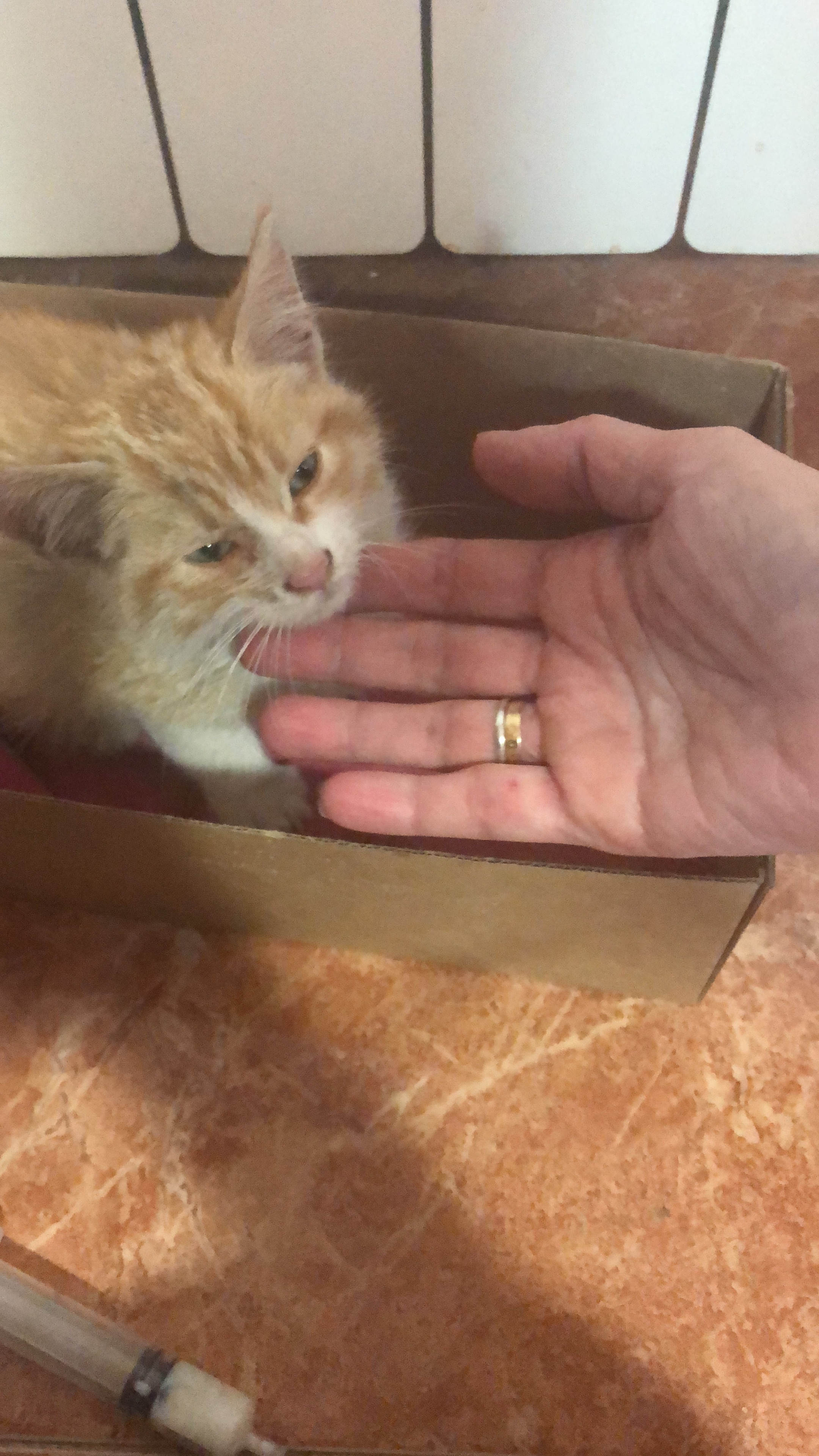 sangre en las heces de gato con pérdida de peso