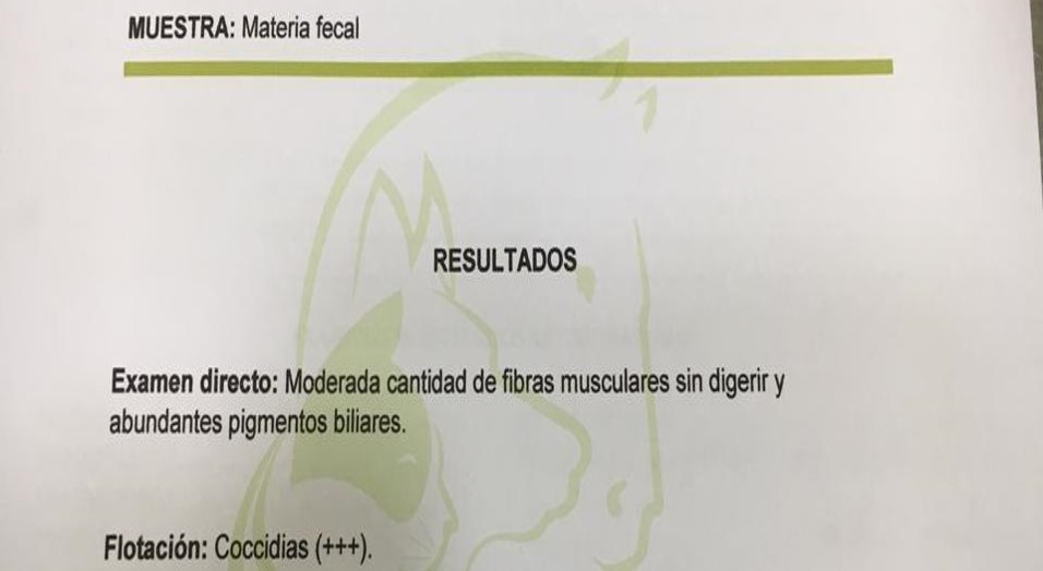 Fibras musculares en heces