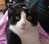 manchas en el ojo de mi gato