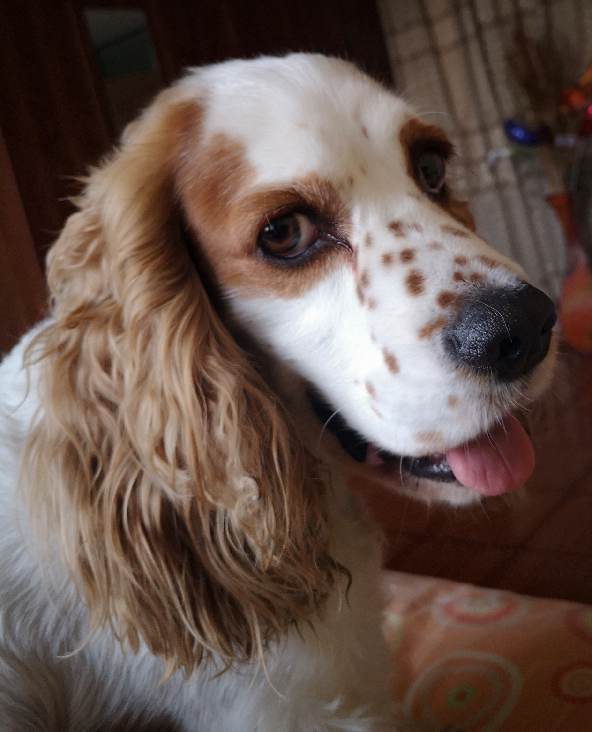 convulsiones y espuma por la boca en perros