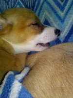 Respirar silbido dormido al