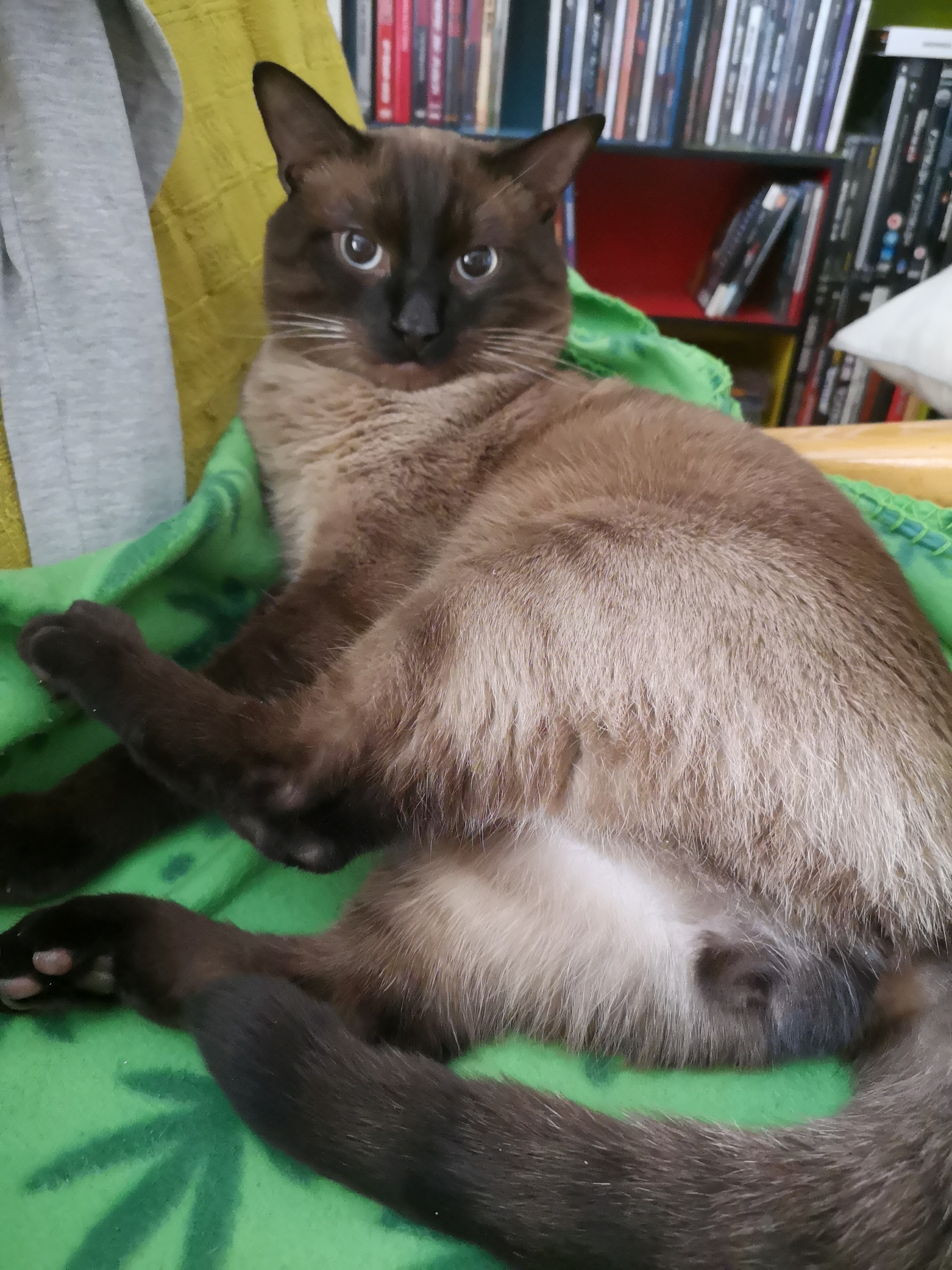 Mi Gato Se Lame Mucho Sus Genitales