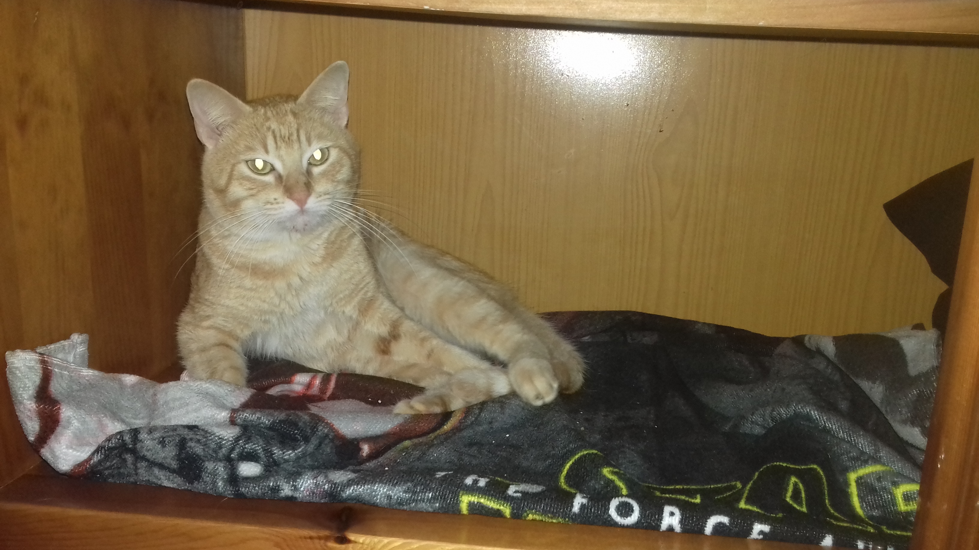 Perdida de peso en el gato