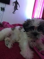 Respirar silbido dormido al