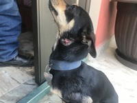 inflamación en el cuello de un perro