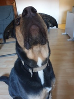 río de perro de próstata inflamado