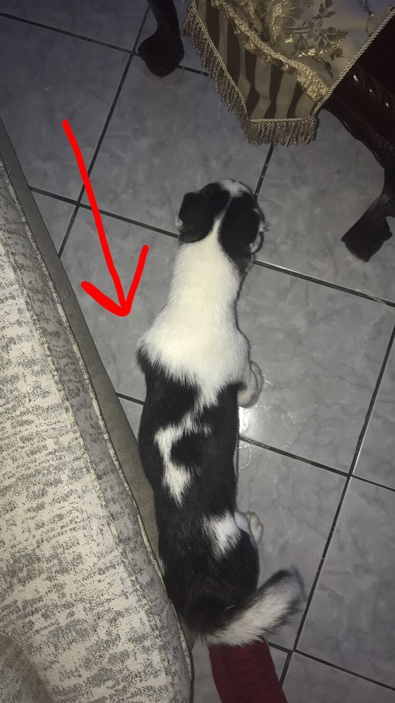 Alaska, mi perro husky siberiano hembra, tiene bulto en - Barkibu ES