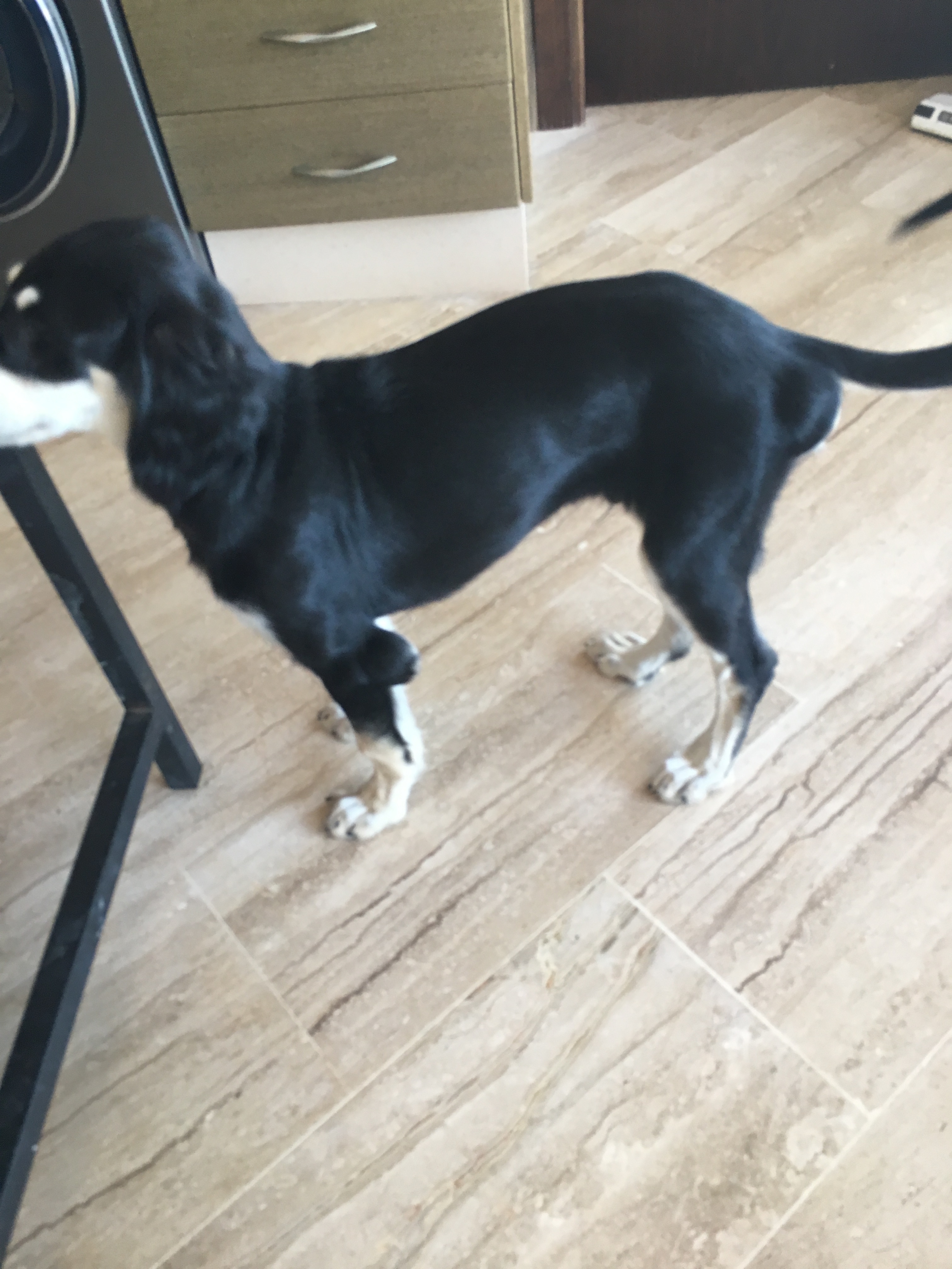 Arturo, mi perro saluki macho, tiene bulto en la piel y - Barkibu ES