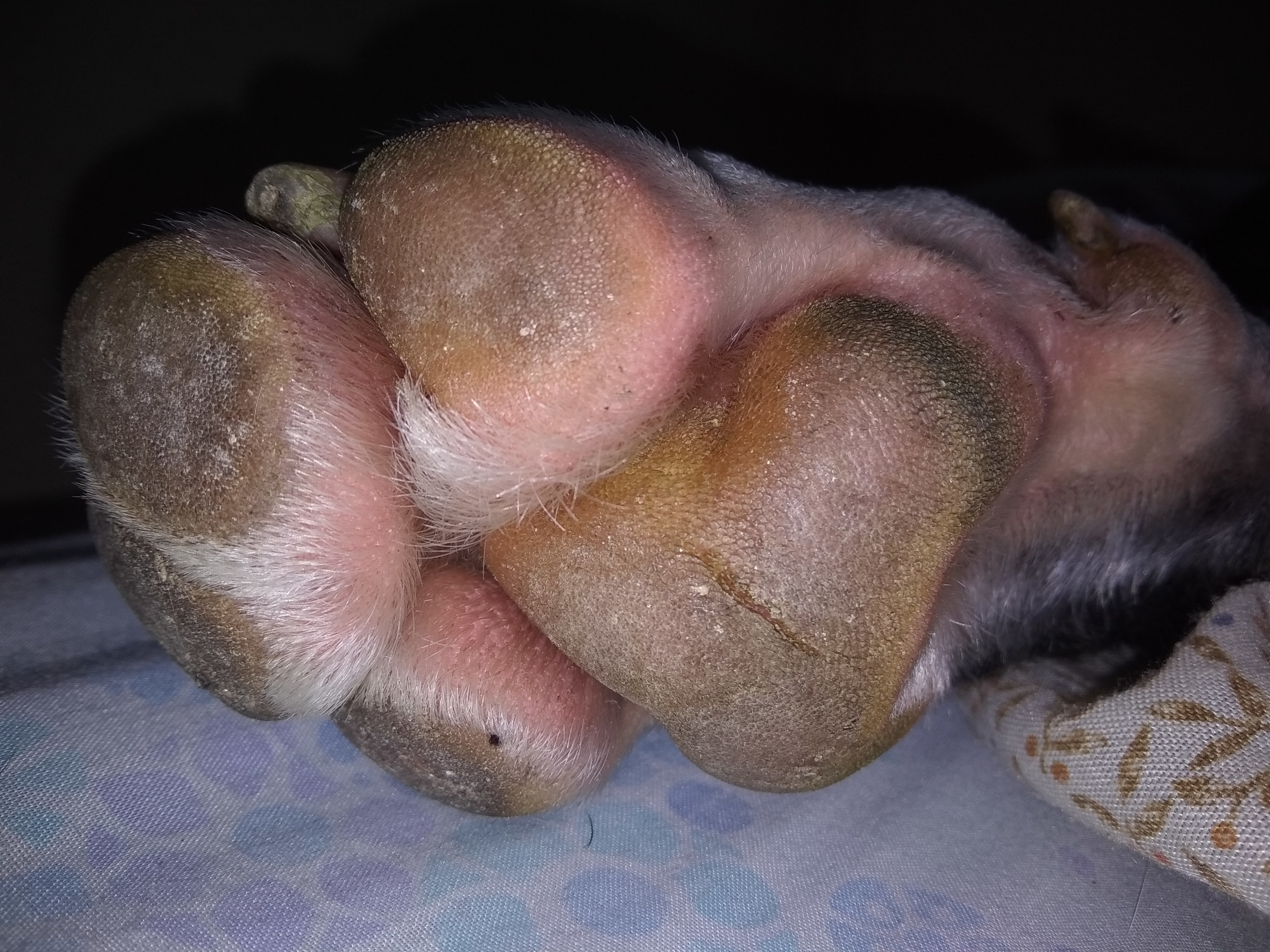Donde Tatuarte La Huella De Mi Perro