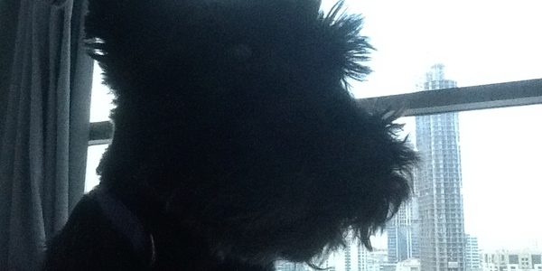 Dusty Dubai Dog Walk