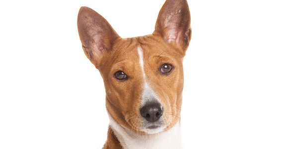 Meet the Basenji