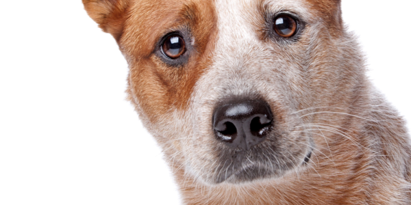 Australian Cattle Dog