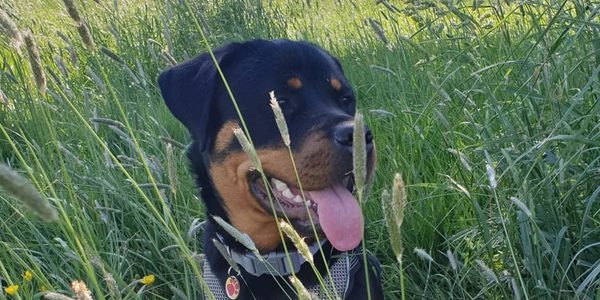 Toxic Plants Protecting your dog 6
