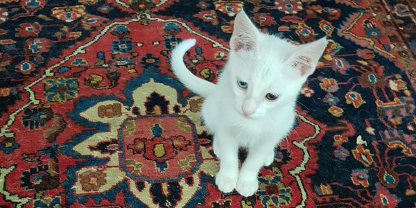 Five Felines on the Fourteenth Floor