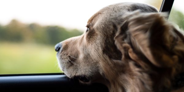 Animali in difficoltà e codice della strada