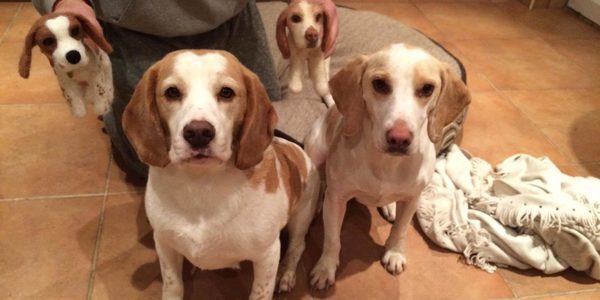 Model made to look like the real pets
