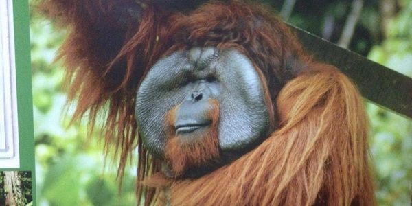 Reconnecting with orang utans