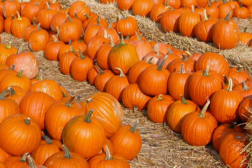 La zucca è servita - Progetto…