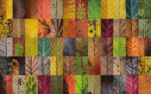 COLORI D'AUTUNNO Laboratorio…