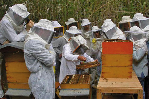 Corso base di Apicoltura
